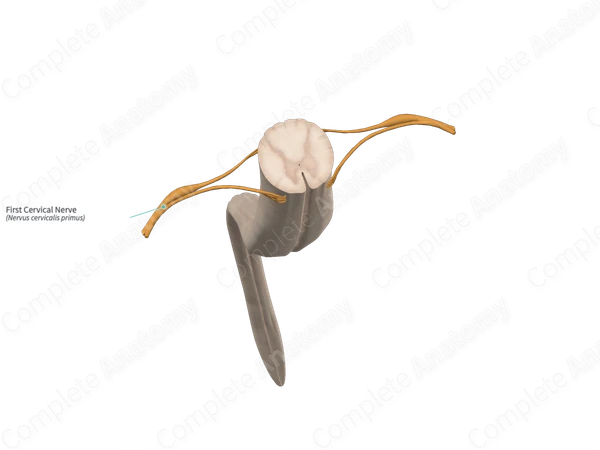 First Cervical Nerve