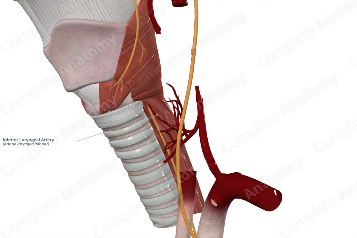 Inferior Laryngeal Artery 