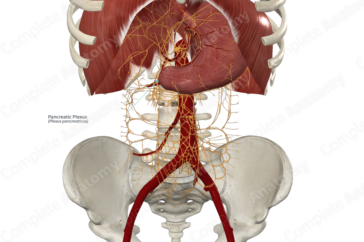 Pancreatic Plexus