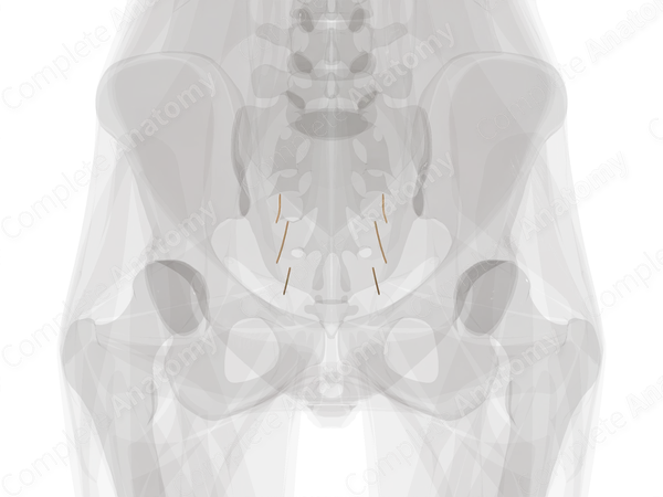 Sacral Part of Autonomic Division