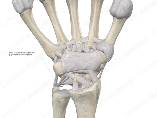 Dorsal Ulnocarpal Ligament