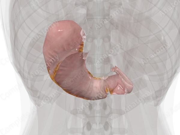 Visceral Peritoneum