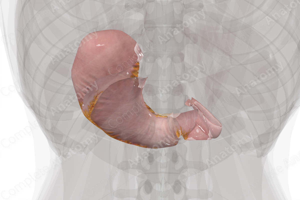 Visceral Peritoneum