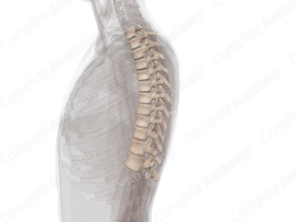 Thoracic Vertebrae