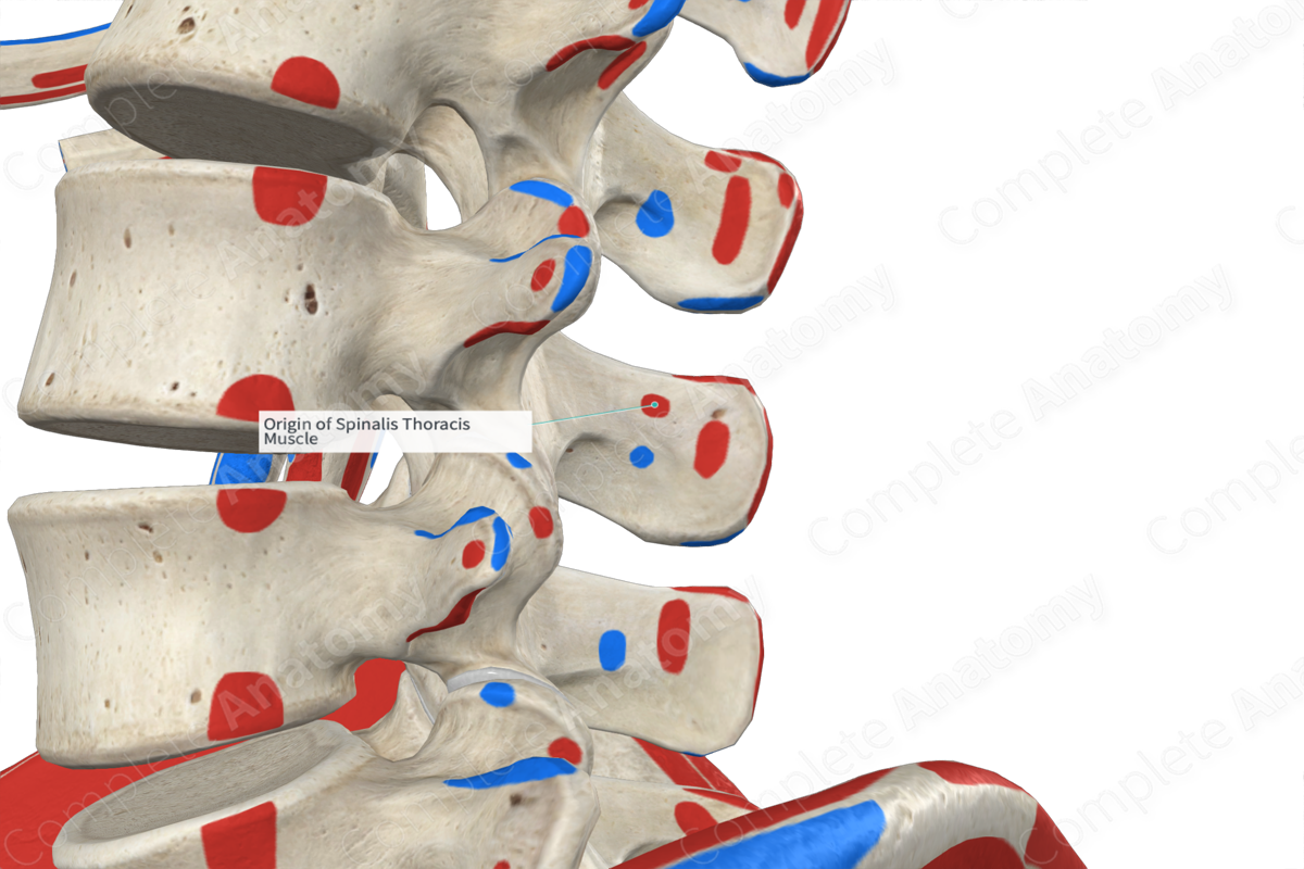 origin-of-spinalis-thoracis-muscle-complete-anatomy