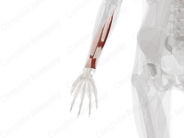 Deep Part of Anterior Compartment of Forearm (Left)