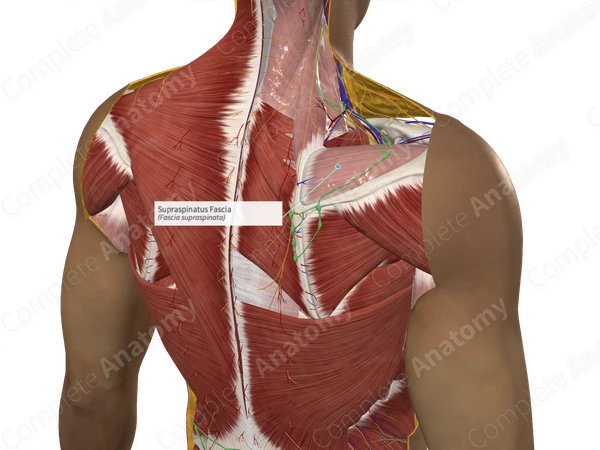 Supraspinatus Fascia 
