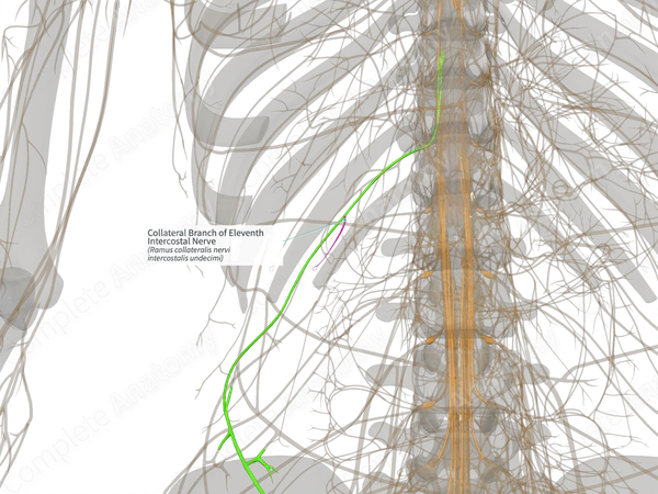 Collateral Branch of Eleventh Intercostal Nerve (Right)