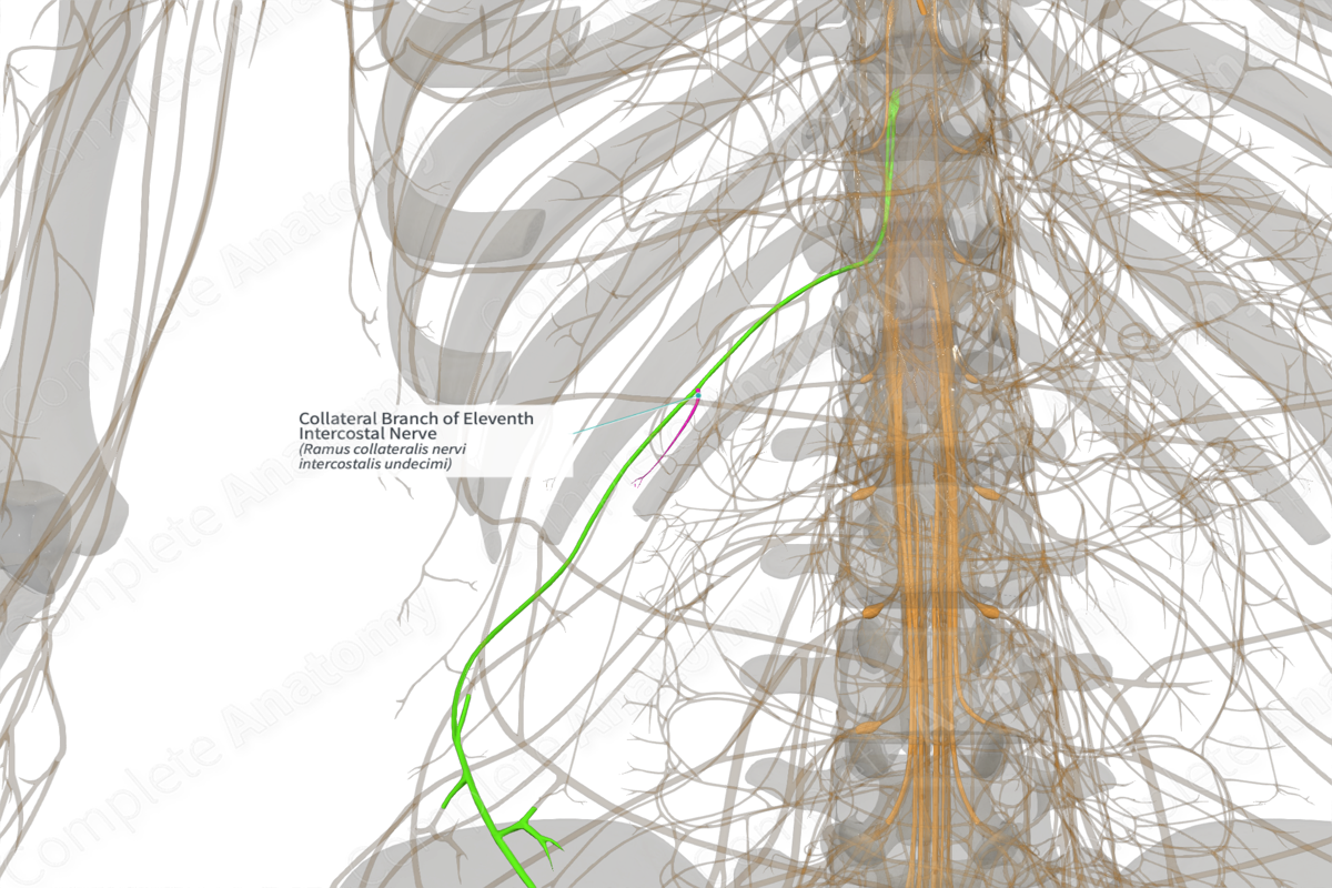 Collateral Branch of Eleventh Intercostal Nerve (Right)