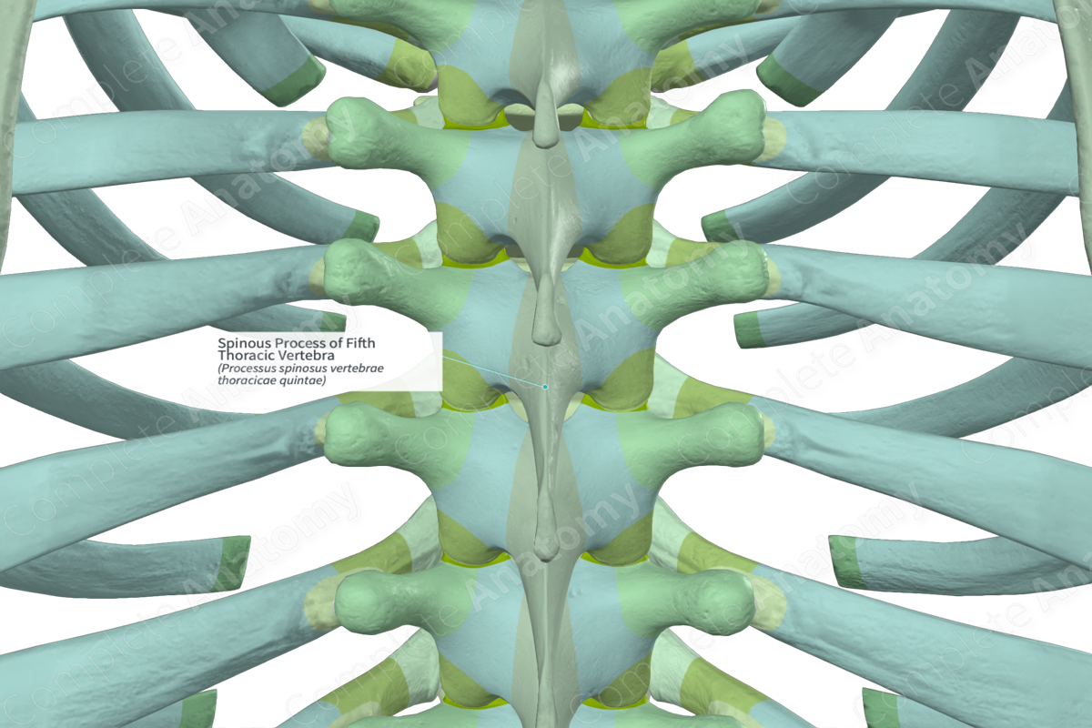 Spinous Process of Fifth Thoracic Vertebra