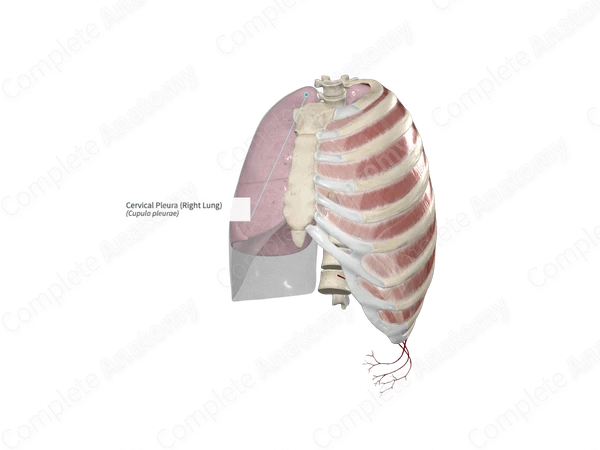Cervical Pleura (Right Lung)