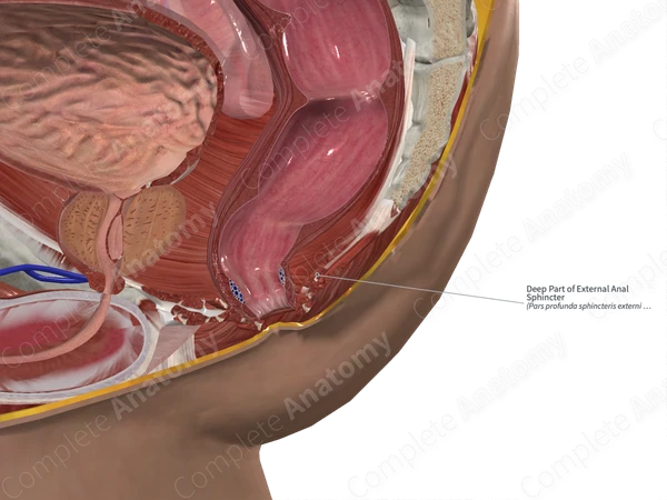 Deep Part of External Anal Sphincter