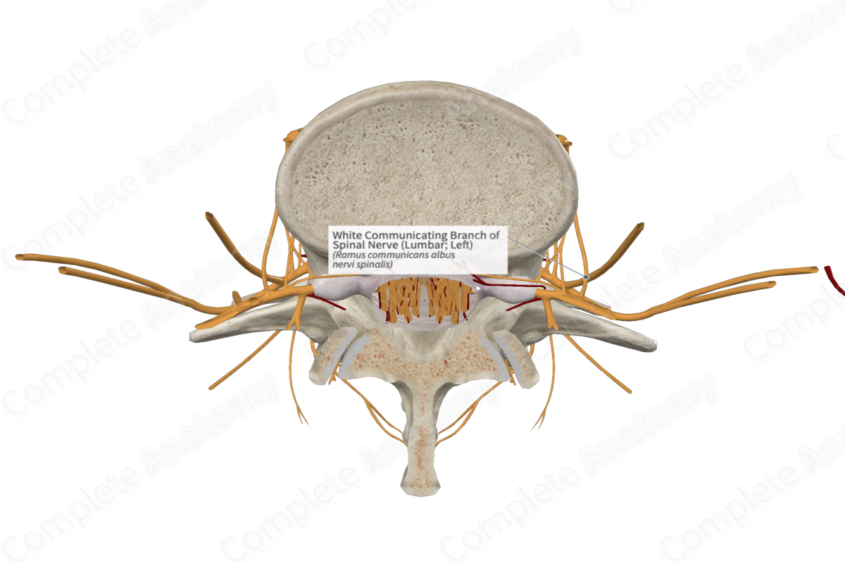 White Communicating Branch of Spinal Nerve (Lumbar; Left)