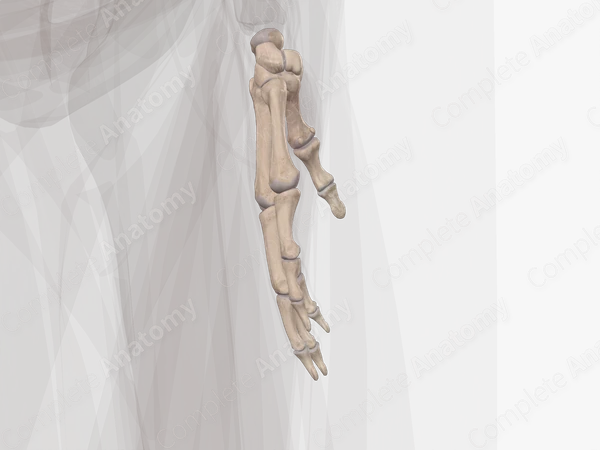 Bones of Hand (Left)