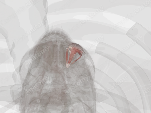 Extraocular Muscles (Left)