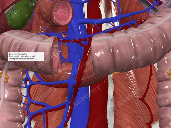 Anterior Superior Pancreaticoduodenal Vein