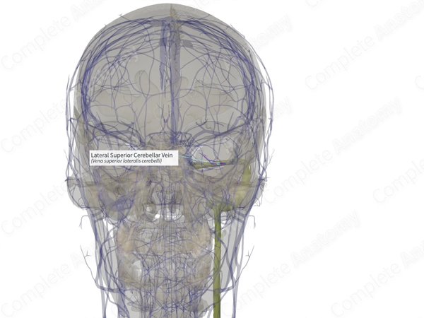 Lateral Superior Cerebellar Vein (Right)