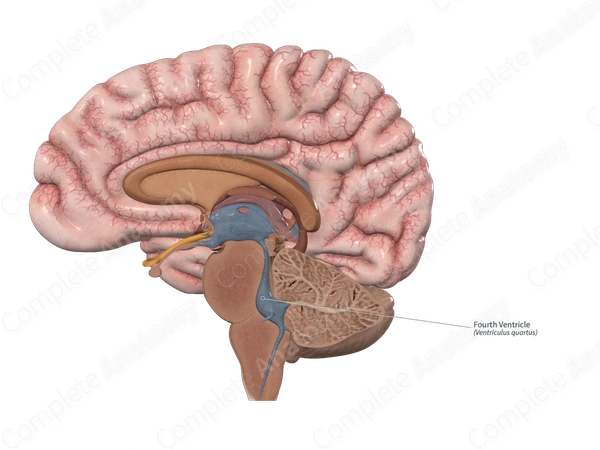 Fourth Ventricle