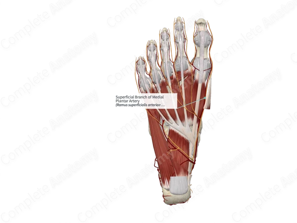 Superficial Branch of Medial Plantar Artery 