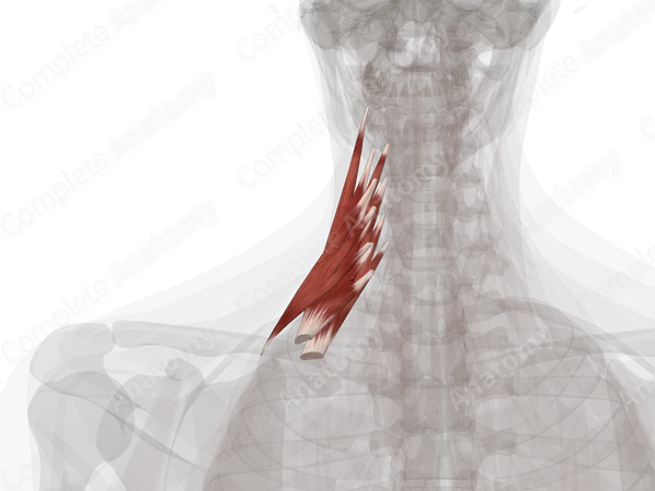 Scalene Muscles (Left)