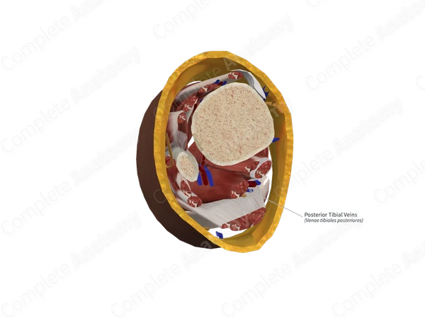 Posterior Tibial Veins 