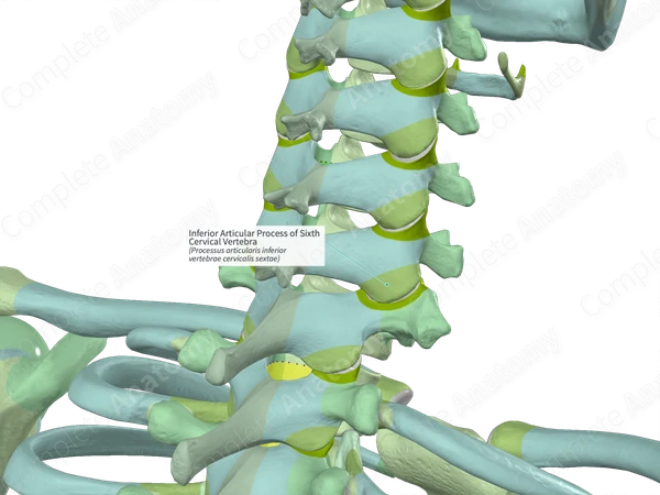 Inferior Articular Process of Sixth Cervical Vertebra (Right)