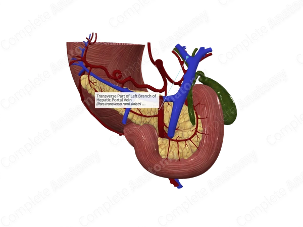 Transverse Part of Left Branch of Hepatic Portal Vein