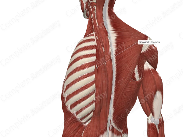 Iliocostalis Thoracis Muscle 