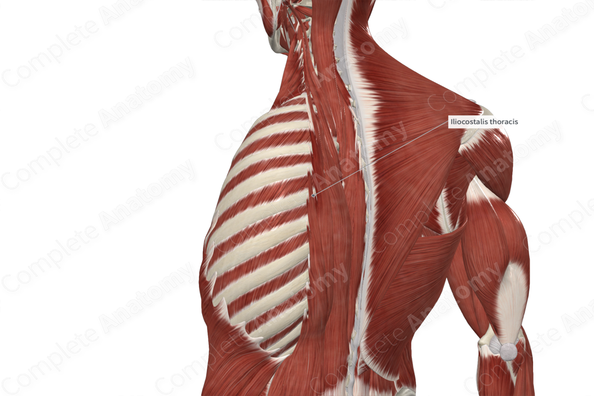 Iliocostalis Thoracis Muscle 