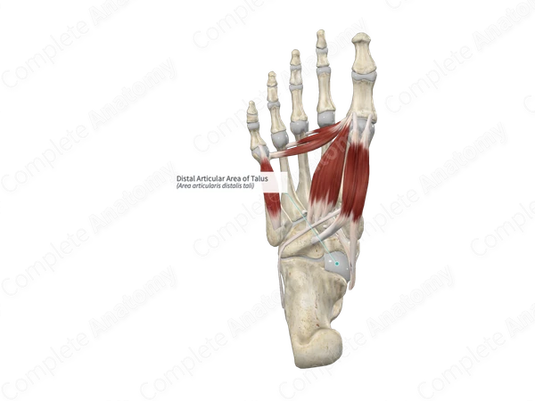 Distal Articular Area of Talus 