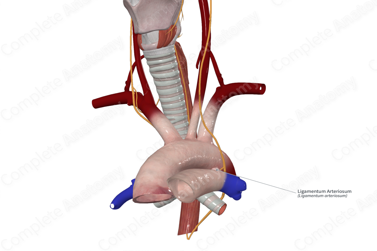 Ligamentum Arteriosum