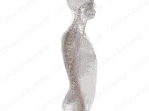 Synovial Joints of Vertebral Column