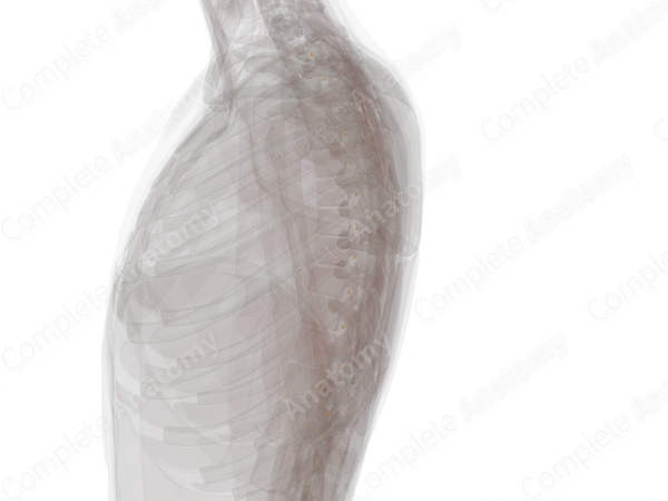 Spinal Ganglia of Thoracic Nerves (Left)