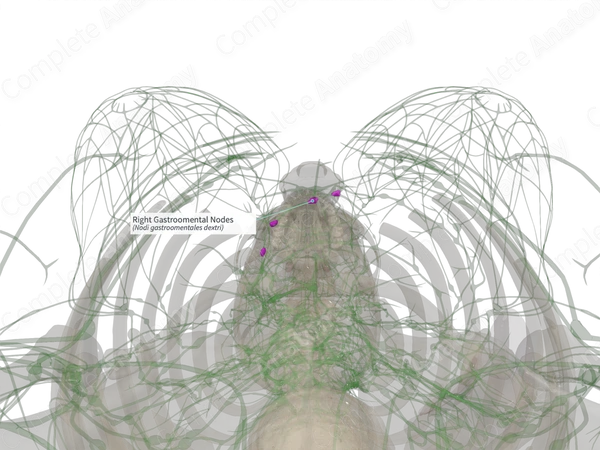 Right Gastroomental Nodes