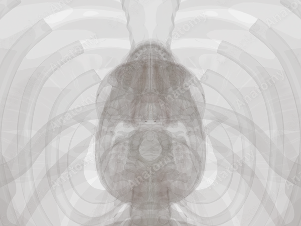 Laryngeal Cavity