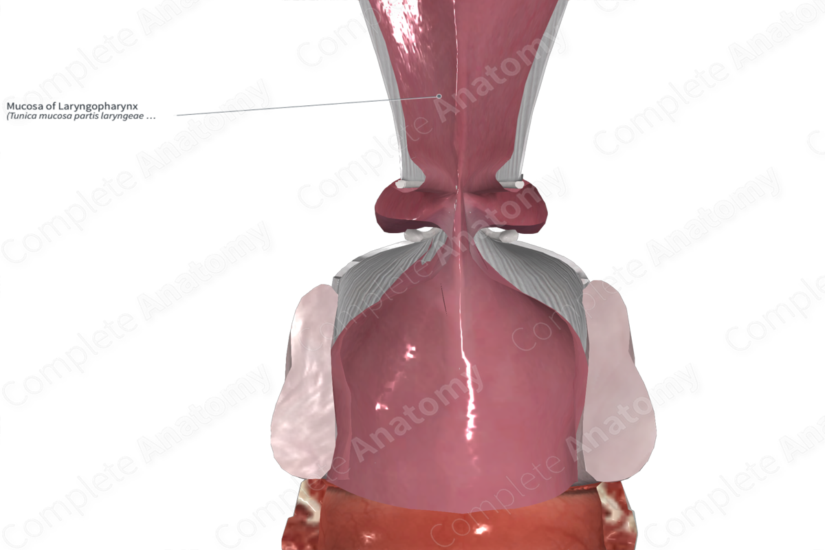 Mucosa of Laryngopharynx 