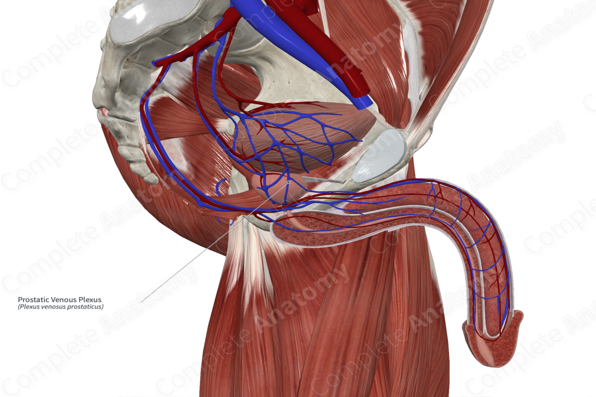 Prostatic Venous Plexus 