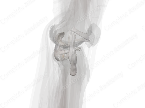 Ligaments of Knee Joint (Left)