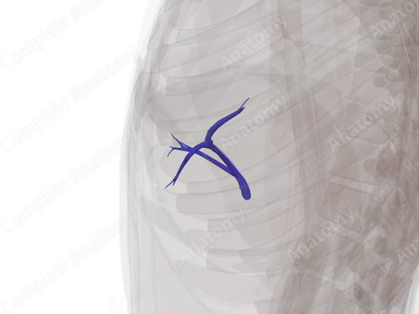 Left Branch of Hepatic Portal Vein