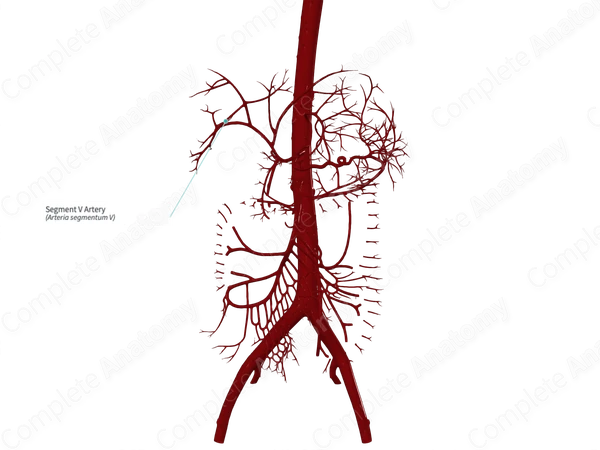 Segment V Artery