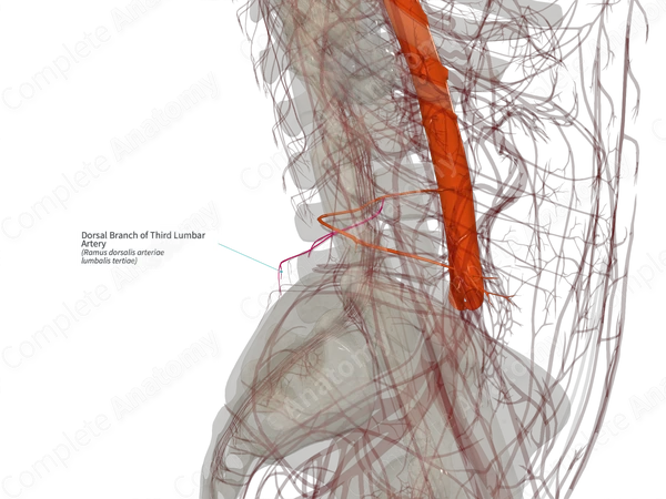 Dorsal Branch of Third Lumbar Artery (Right)