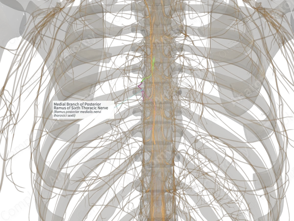 Medial Branch of Posterior Ramus of Sixth Thoracic Nerve (Right)