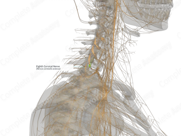 Eighth Cervical Nerve (Left)