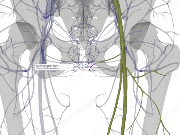 Anterior Labial Veins (Left)