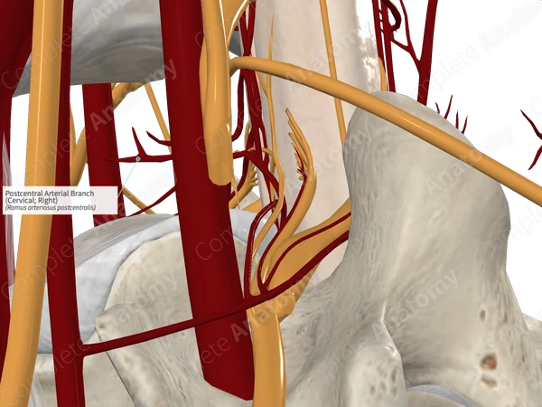 Postcentral Arterial Branch (Cervical; Right)