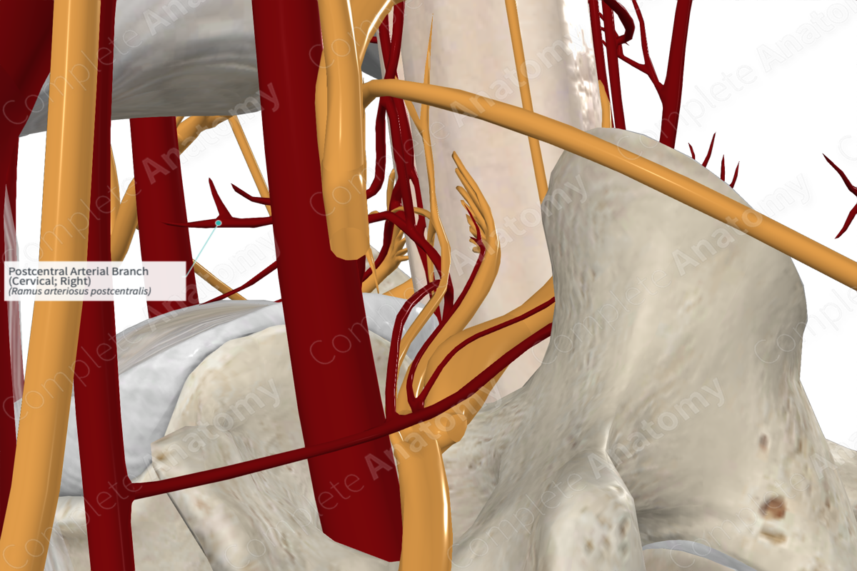 Postcentral Arterial Branch (Cervical; Right)