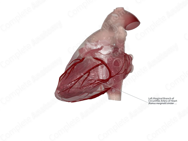 Left Marginal Branch of Circumflex Artery of Heart