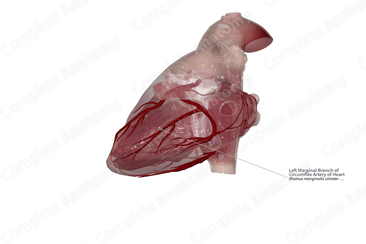 Left Marginal Branch of Circumflex Artery of Heart