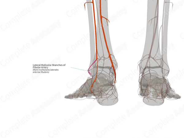 Lateral Malleolar Branches of Fibular Artery (Right)