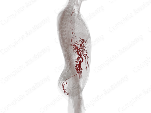 Arteries of Digestive System